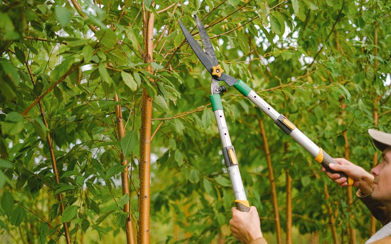 Tree trimming in Beedeville, AR